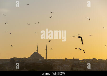 Die Silhouette der Yavuz-Selim-Moschee in Istanbul von der Galata-Brücke aus gesehen, wo eine Menge Möwen auf der Suche nach einem Abendessen herumfliegt. Stockfoto