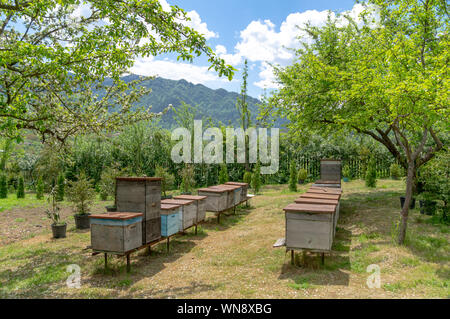 Bienenkörbe in einem schönen blühenden Garten, Bio-Honigproduktion in der Nähe von Borjomi, Georgia Stockfoto