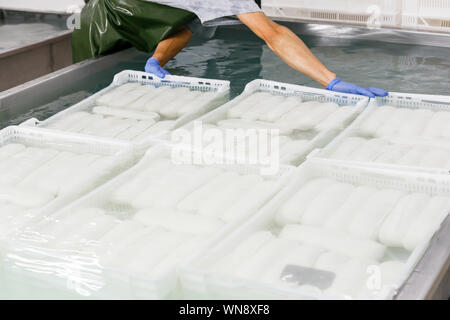 Arbeitnehmer setzt Boxen mit frischen Mozzarella Käse in einer Kühlwasser Badewanne auf einem Käse Produktion Werk als Teil des Fertigungsprozesses. Käse und Dai Stockfoto