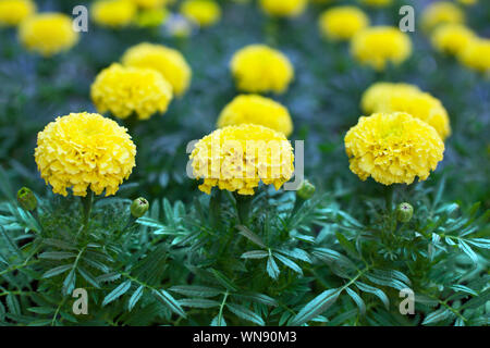 Gelbe ringelblume Blumen auf grünem Laub unscharfen Hintergrund, schönen blühenden tagetes Blumen oder afrikanischen Ringelblume wächst in drei Reihen Stockfoto