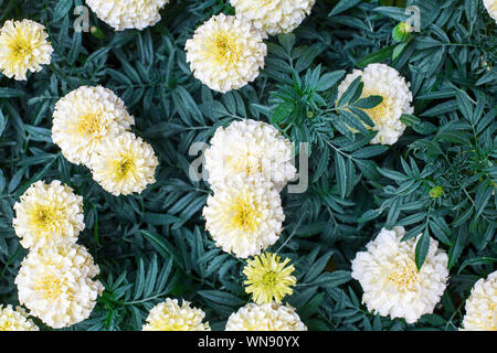 Weiß ringelblume Blumen auf grünem Laub verschwommenen Hintergrund Nahaufnahme, Ansicht von oben schönen blühenden Blumen, African marigold Tagetes wachsen auf flowerbad Stockfoto