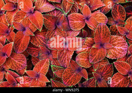 Coleus rote Blätter dekorativen Hintergrund Nahaufnahme, lackiert Brennnessel blühende Pflanze, hell orange und grüne Laub Textur, abstrakte natürlichen Muster Stockfoto