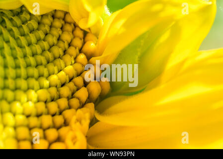 Samen und Blätter einer Sonnenblume im Detail Stockfoto