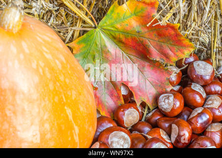 Einfache herbstliche Dekoration von Kürbis und Kastanien Stockfoto