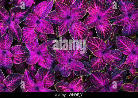 Coleus schwarze und rosafarbene Blätter dekorativen Hintergrund Nahaufnahme, lackiert Brennnessel blühende Pflanze, lila Laub Textur, fuchsia Farbe abstraktes Muster Stockfoto