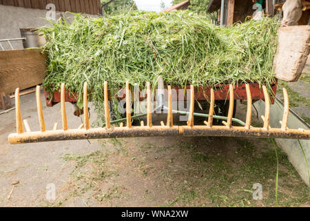 Gelbe Rechen mit frisch geschnittenem Gras vor dem Kuhstall Stockfoto