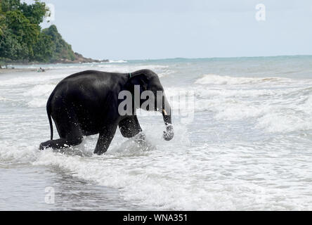 Am späten Nachmittag Sonne, ein glückliches Baby Elephant genießt das Meer und die Wellen am Strand von Koh Chang Stockfoto