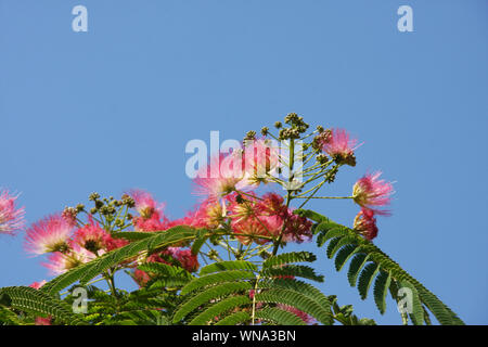 Rosa Blüten von albizia julibrissin (persischer Seide Baum) und grüne Blätter an blauen Himmel an einem sonnigen Tag Stockfoto