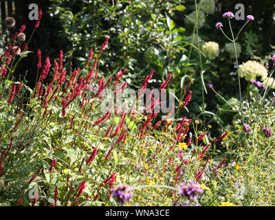 Wilder bunter Spätsommergarten mit feuerroten Blumen aus Knoweed-Feuerschwanz, weißem Hydragena-Plimelicht, Verbena, gelber coreopsis in der Morgensonne Stockfoto