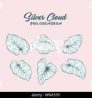 Monstera, philodendron handgezeichnete Abbildung. Palm Blätter Maßbild pack. Dschungel, Regenwald Laub auf rosa Hintergrund isoliert. Exotischen, tropischen Silver cloud Pflanze, Bananenblätter Stock Vektor
