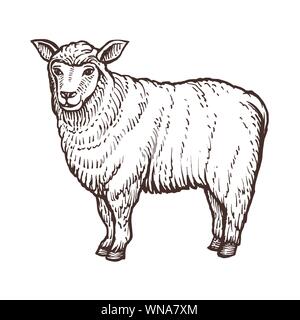 Sheep farm animal Skizze, isolierte Schafe Säugetier auf den weißen Hintergrund. Vintage Style. Vector Illustration. Stock Vektor