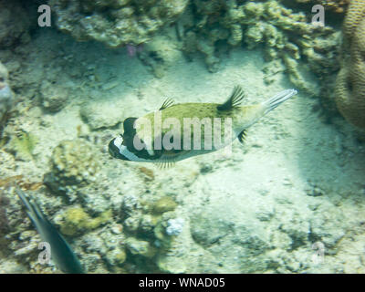 Maskierte Kugelfisch im Roten Meer Stockfoto