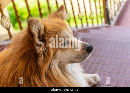 Hund isolierte Leiter mit Auge details Bild zeigt die Emotion und den Kontrast des tierischen Lebens. Stockfoto