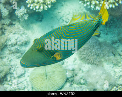 Orange gestreiften Trigger Fische im Roten Meer Stockfoto