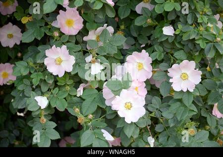 Rosa Canina oder Hund rose. Variable klettern wild rose Arten mit leicht rosa Blütenblätter Stockfoto