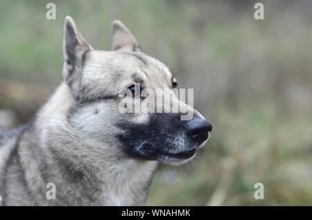 Porträt einer Hunderasse Westsibirischen Laika mit grünem Feld Hintergrund in Abend Stockfoto