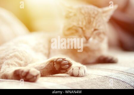 Traurig tabby Katze liegend auf einem weichen Sofa im Freien aufliegt und mit Pfote im Fokus im Vordergrund und Fang in Defokussierungseffekt Stockfoto