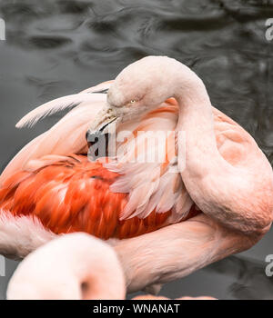 Chilenischer Flamingo (Phoenicopterus sp.). WWT Martin rein. Lancashire. England. Stockfoto