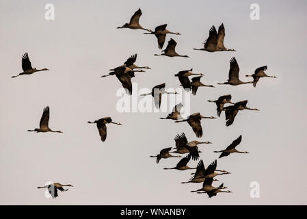 Kranich'grus Grus" Herde zu Migration im Südwesten Frankreichs. Stockfoto