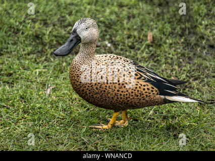 Argentinische Red Shoveler (Anas platalea). Wildfowl and Wetland Trust. Washington, Tyne & Wear. England. Stockfoto