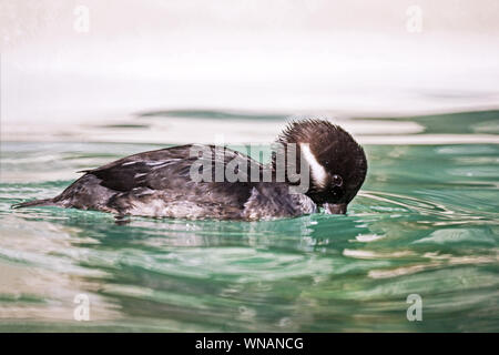 Bucephala albeola Bufflehead (). Erwachsene Frau in der Zucht Gefieder. Stockfoto