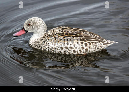 Kap Teal (Anas capensis). Männliche an der WWT Slimbridge Gloucestershire. England. Stockfoto