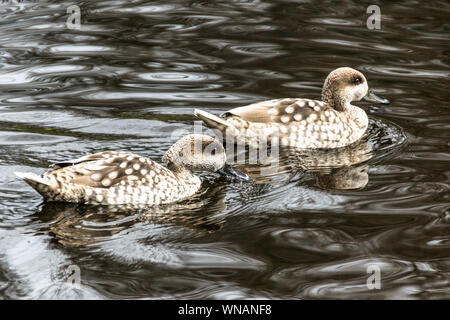 Marbled Teal (Marmaronetta angustirostris) {Anas}. Paar auf dem Wasser. WWT Washington, Tyne & Wear. England. Stockfoto