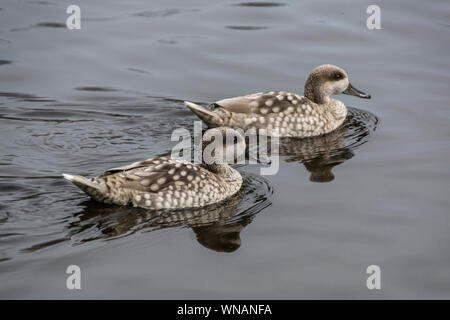 Marbled Teal (Marmaronetta angustirostris) {Anas}. Paar auf dem Wasser. WWT Washington, Tyne & Wear. England. Stockfoto