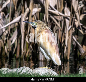 Squacco Heron (Ardeola ralloides). Erwachsenen Vogel in der Zucht Gefieder Stockfoto