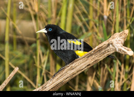 Yellow-rumped Cacique" Cacicus cela' nach innen Voliere. Stockfoto