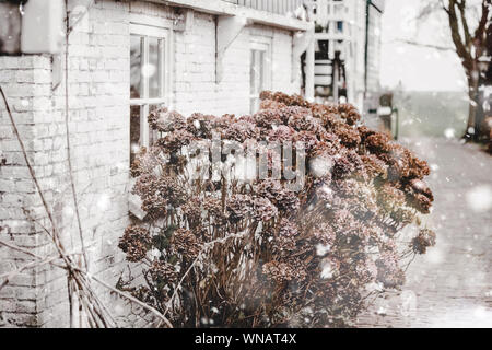 Trockene Pink Hydrangea Blume Bush in der Nähe des ländlichen brick House. Pastellfarben trendy Muskelaufbau. Schöne inspirierende Moody verblasst Landschaft Stockfoto