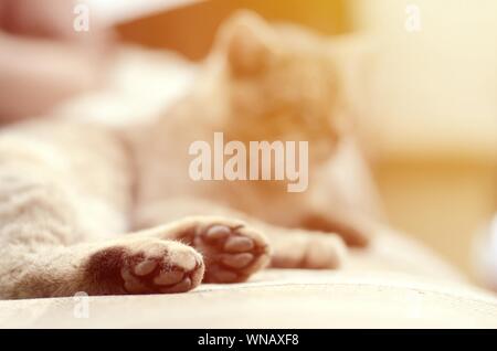 Traurig tabby Katze liegend auf einem weichen Sofa im Freien aufliegt und mit Pfote im Fokus im Vordergrund und Fang in Defokussierungseffekt Stockfoto