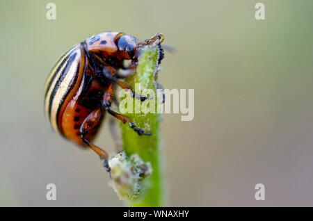 Kartoffelkäfer kriechen auf Kartoffel verlässt. 10 - gestreifte Spearman, die zehn gesäumten Käfer oder die Kartoffel bug, ist ein bedeutender Schädling der Kartoffeln. Lepti Stockfoto