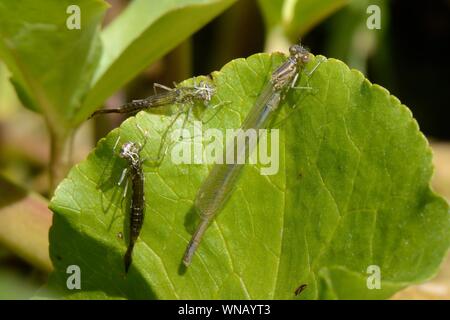 Vor kurzem entstandene Hufeisen-azurjungfer (Coenagrion puella) ruht neben zwei alten nymphal Skins oder exuvia auf marginalen Vegetation in einem Gartenteich, Wiltshire Stockfoto