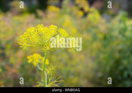 Gelbe blumen Dill im Garten Felder nahe. Anethum graveolens Stockfoto