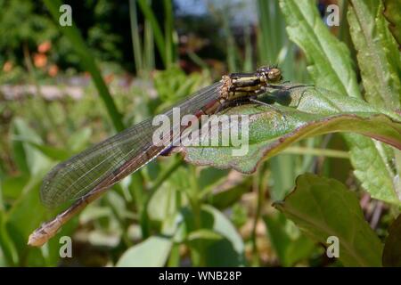 Neu Große Rote entstanden (Pyrrhosoma nymphula) damselfly ruht auf Vegetation Fransen einen Gartenteich, Wiltshire, UK, Mai. Stockfoto