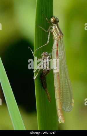 Vor kurzem Große Rote entstanden (Pyrrhosoma nymphula) damselfly ruht neben seiner nymphal Haut oder exuvium auf eine Iris leaf in einem Gartenteich, Wiltshire, UK. Stockfoto