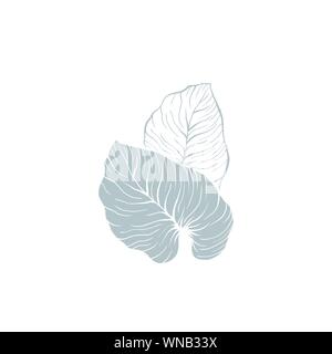 Philodendron Blätter Vector Illustration. Silver Cloud Anlage Umrisse und silhouette zeichnung. Monstera, zimmerpflanze Blau leafage. Palm verlässt. Dschungel, Regenwald tropischen Pflanzen isoliert Clipart Stock Vektor