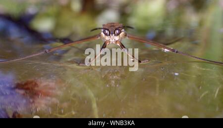 Gemeinsame Teich skater/Wasser Wasserläufer (gerris Lacustris) auf der Oberfläche von einem Gartenteich, mit Kopf, Wiltshire, UK, Mai. Stockfoto