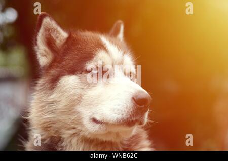 Frontalansicht des Stolz hübscher junger Husky Hund mit Kopf im Profil im Garten sitzen Stockfoto