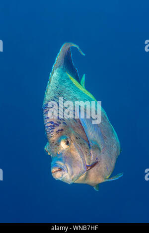 Yellowbar angelfish portrait Red Sea Stockfoto