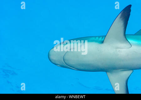 Unter Caribbean Reef shark Bahamas Stockfoto