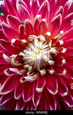 Schöne Dahlie Blume, Dahlien 'Akita' Stockfoto