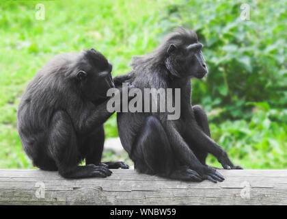 Paar Celebes crested macaque entspannen mit einer Pflege die Anderen, grünen Hintergrund Stockfoto