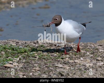 Lachmöwe (Chroicocephalus ridibundus) Sammeln von Nesting Material auf einem See Marge, Gloucestershire, UK, April. Stockfoto