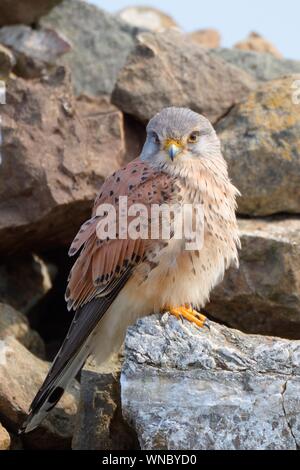 Turmfalken (Falco tinnunculus) männlichen auf einem Felsen Cairn auf einer Landspitze, Cornwall, UK, April thront. Stockfoto