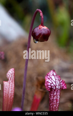Sydney Australien, Sarracenia purpurea oder Seite - Blume Sattel mit Regentropfen Stockfoto