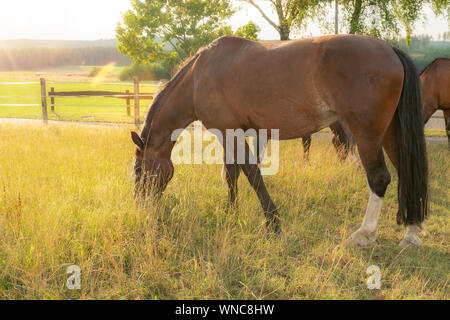 Ein Pferd, eine sächsische Thüringer schwere das warme Blut auf dem Gras und Essen ist. Es ist Sommer, das Gras trocken ist und die Sonne scheint. Stockfoto