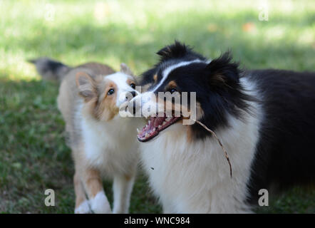 Zwei süße Hunde spielen. Ein erwachsener Tricolour und Zobel Welpen Shetland Sheepdogs (shelties) spielen zusammen, die in einem umzäunten Garten. Stockfoto