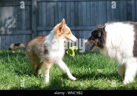 Zwei süße Hunde spielen. Ein erwachsener Tricolour und Zobel Welpen Shetland Sheepdogs (shelties) spielen zusammen, die in einem umzäunten Garten. Stockfoto